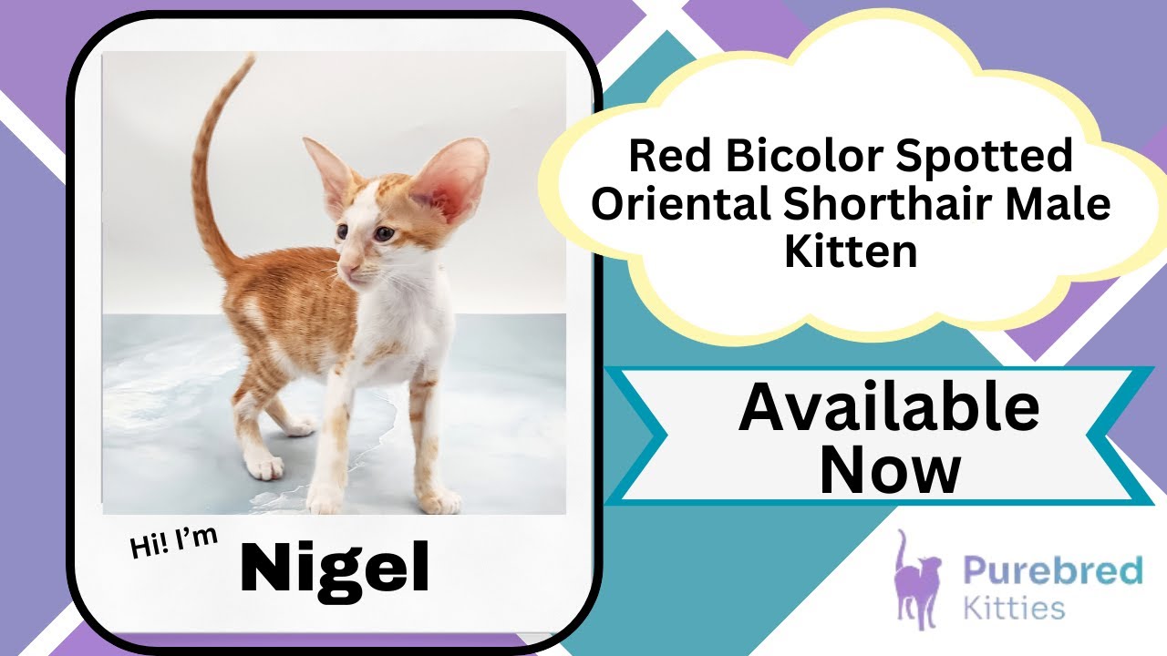 Nigel Red Bicolor Spotted Oriental Shorthair Male Kitten Available Now | Purebred Kitties