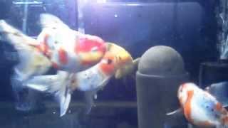 三歳東錦＆三歳もみじ琉金