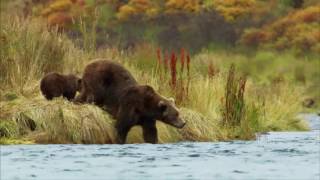 Hello World: Mama Grizzly Bear Dives For Fish
