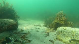 2021-07-14 - Atlantic Tomcod at Brant Rock