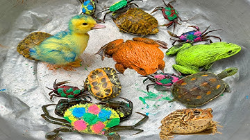 Kem Ốc và cua Chanel lái công nông đuổi theo con cua vàng, con vịt màu xanh, con ếch, rùa, kì nhông.