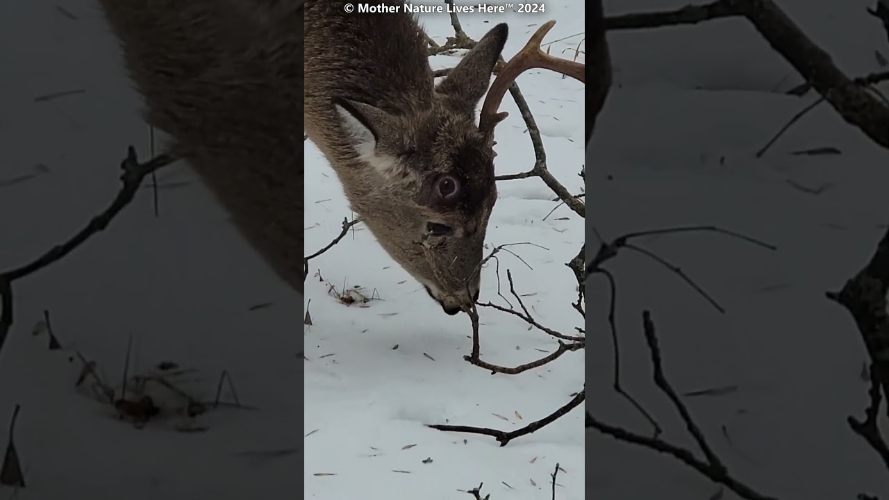 ''UNICORN'' the Whitetailed buck! (41)     