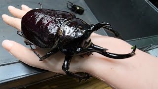 2年半かけて羽化してきたカブトムシの迫力がヤバすぎた