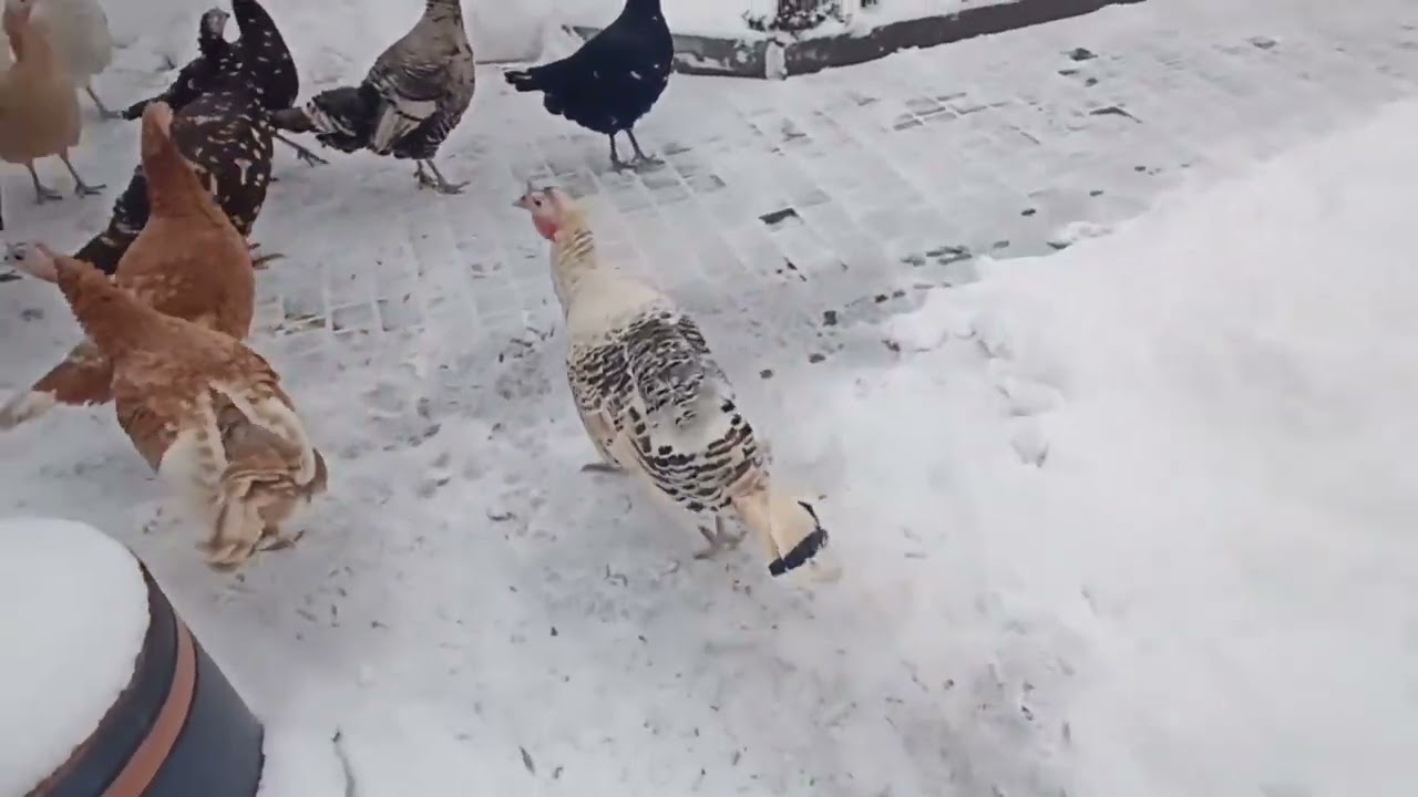 Where are these turkeys flying to?