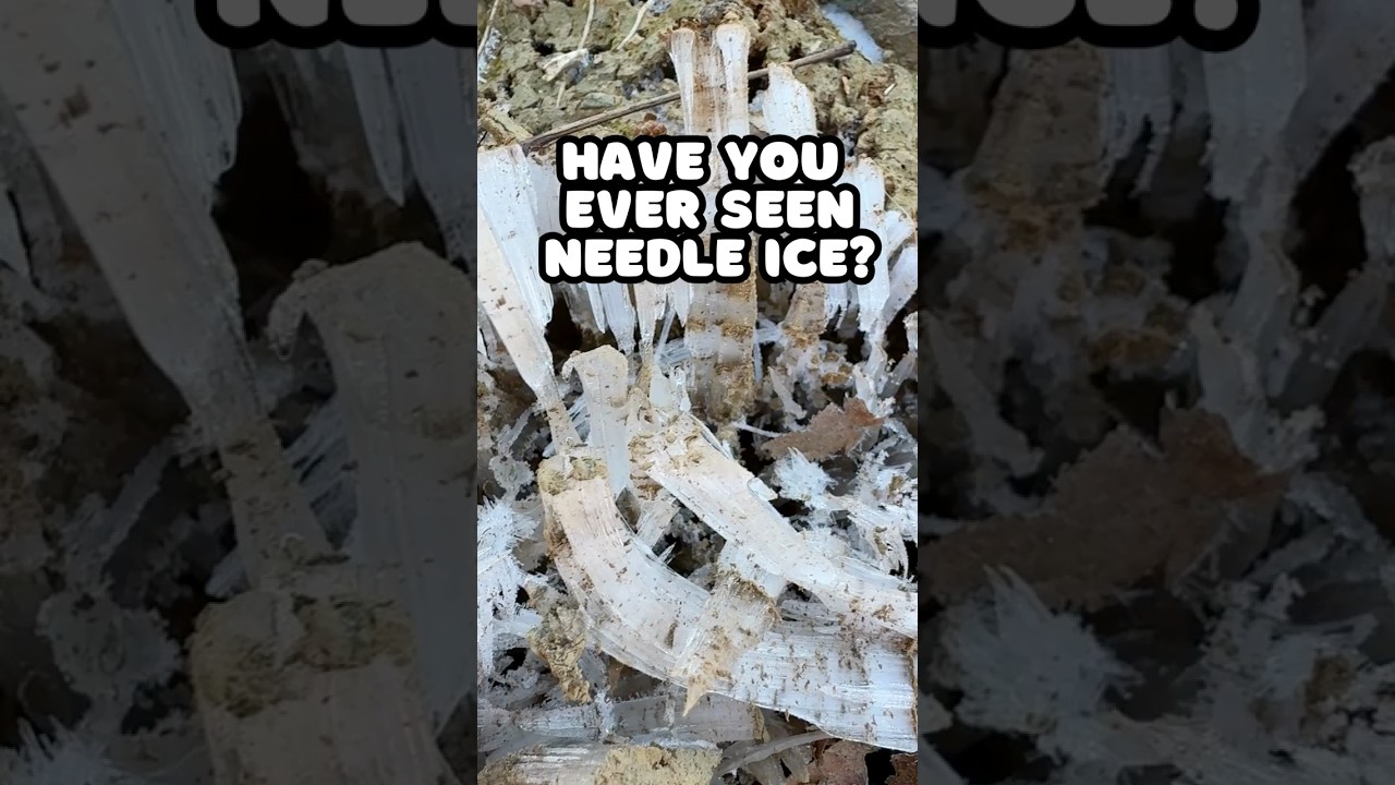 Have you ever seen Needle Ice? 