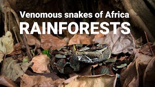 The venomous snakes of Africa  RAINFORESTS, Forest cobra, Green mamba, bush vipers, Gaboon viper