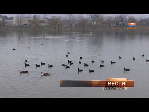 Видео: Есть ли в Верхнем озере мускусы?