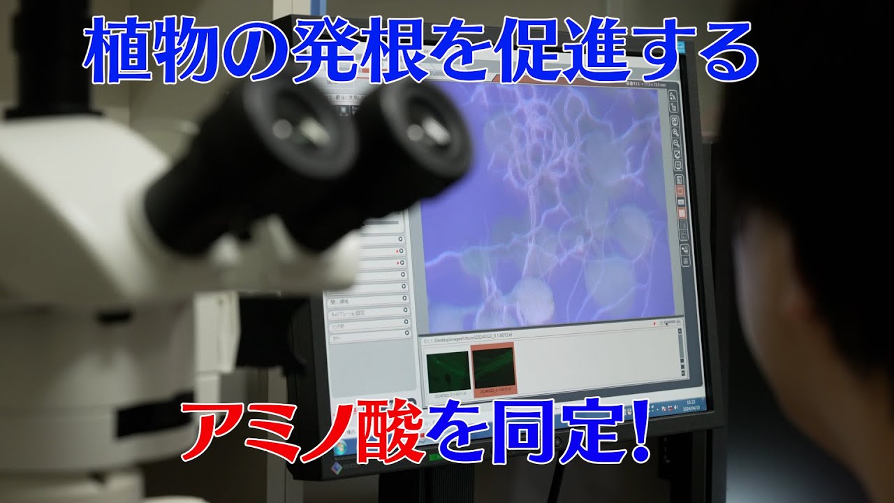 プレスリリース解説 vol.24「植物の発根を促進する新機能性アミノ酸を同定」