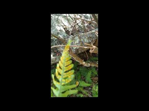 Rock polypody and pterophyta