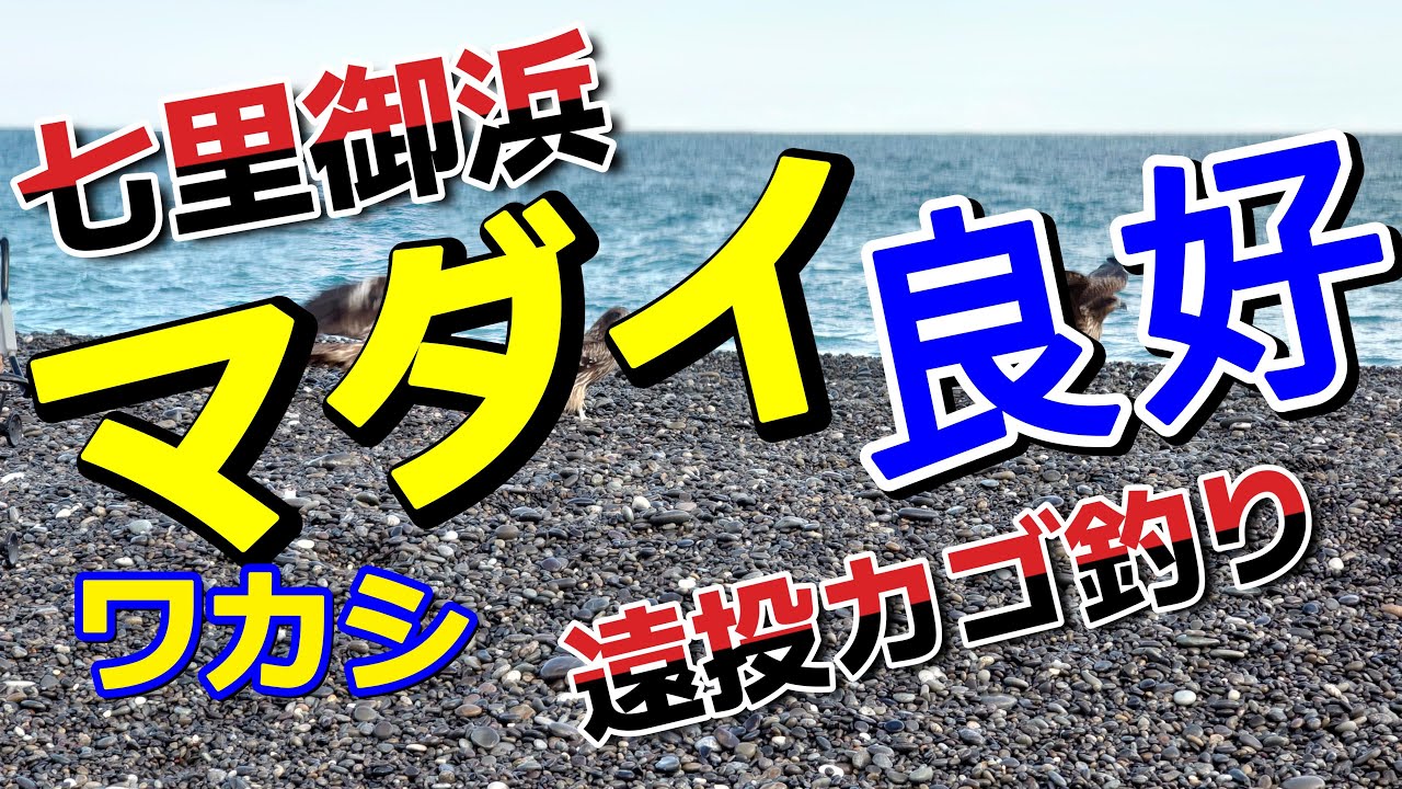 七里御浜で遠投カゴ釣り！　取れるか？ 真鯛！  波に足元をさらわれる、悪コンデションでの釣行。晩秋のカゴ釣りを満喫しました。