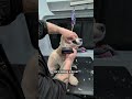 Always Watch the Tongue ⚠️ Groomer Safety Tip You Need to Know