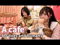 Afternoon tea to enjoy with your dogs🐶🐶👩👩