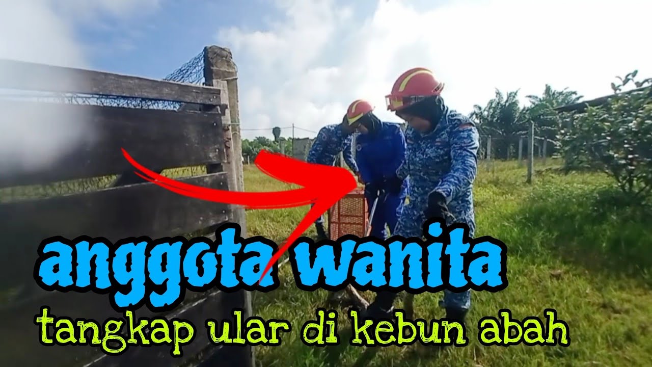 [Episod1387] ular sawa masuk reban ayam. JPAM datang tolong tangkapkan.