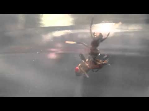 L1 Boxer Mantis hunt a fly