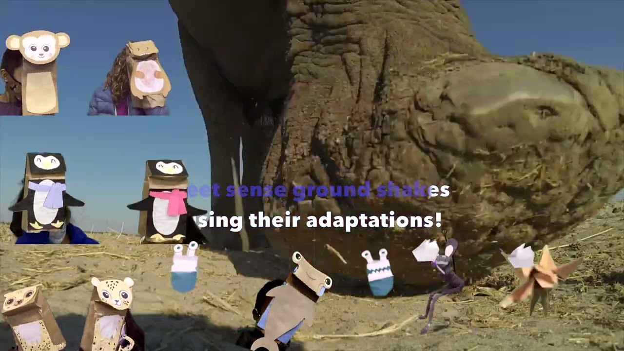 Adaptations Song