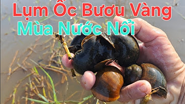 Thăm Lờ Cá & Lụm Ốc Bươu Vàng Mùa Nước Nổi 