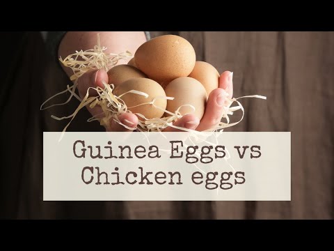 ვიდეო: კარგია თუ არა გვინეის ქათმის კვერცხი საჭმელად?