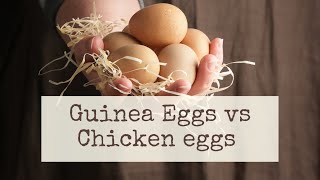 Guinea Eggs vs Chicken Eggs ~ Can you eat Guinea Eggs ~ Are Guinea Eggs better for making cakes ~