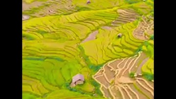 MÙA VÀNG TÂY BẮC