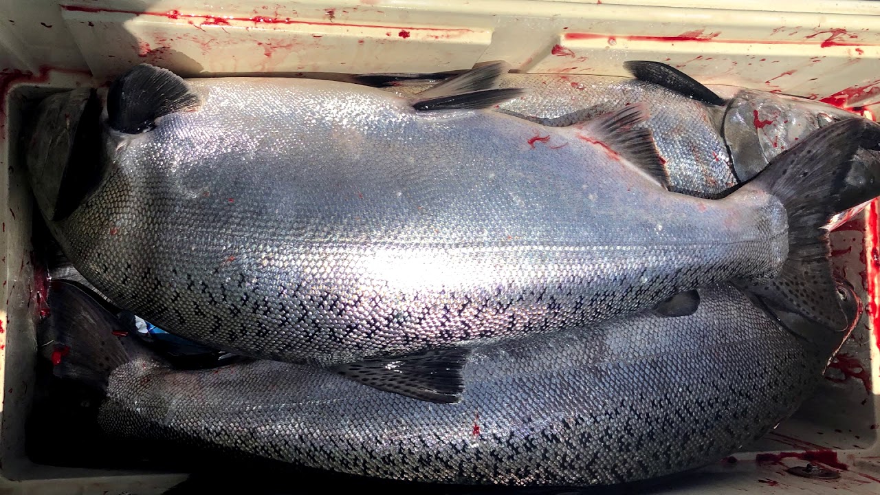 Salmon Fishing, Northern California Bay Area. YouTube
