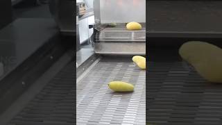 Mango Pulp Processing Line