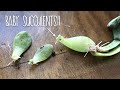 Transplanting Propagated Succulents | Design Time