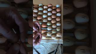 3 conseils pour votre incubation 🐣 #eclosion #chicken #elevage #couveuse #chicken