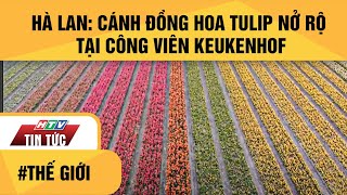 HÀ LAN: CÁNH ĐỒNG HOA TULIP NỞ RỘ TẠI CÔNG VIÊN KEUKENHOF | HTV TIN TỨC screenshot 5