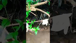 mencari telur keong mas || looking for golden snail eggs for organic fertilizer #shorts