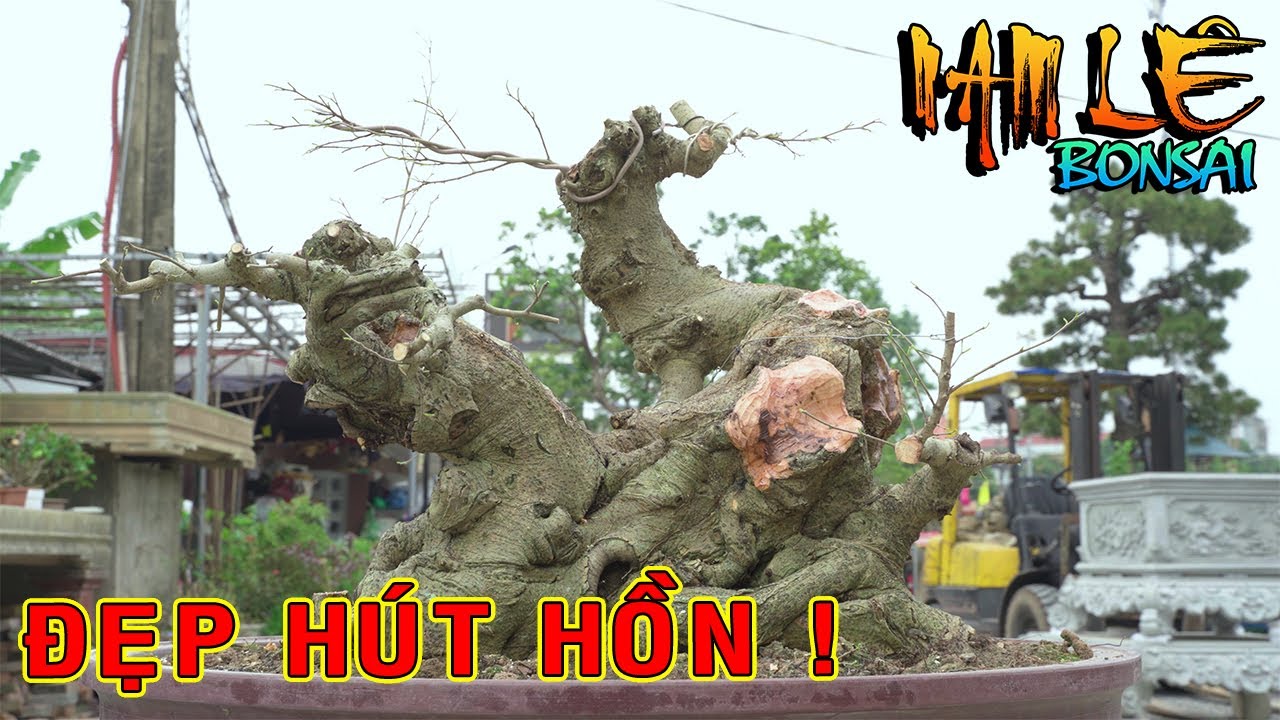 99% AE thiết kế những cây thế này đều sai, Nam Lê khắc phục sẹo bằng đục đỉnh cao | NamLe Bonsai