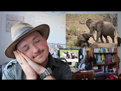 हाथी कैसे सोते हैं? | क्या आप गुरुवार को जानते हैं #08