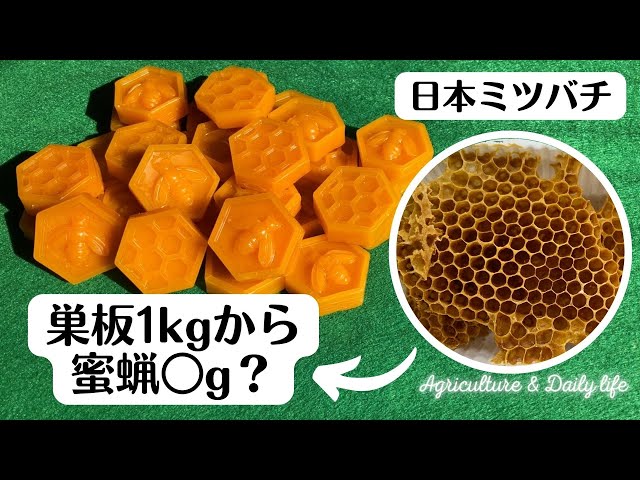 二ホンミツバチ】蜜蝋の精製・巣板1kgから蜜蝋〇g！/Beeswax - YouTube