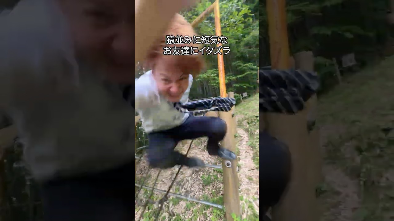 観光客にからかわれる猿みたいなキレ方する人 #shorts