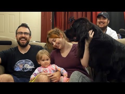 dogs-and-babys-love-meme-couch