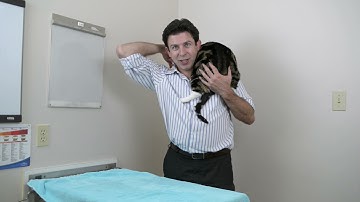 What is a shoulder cat, and how to carry one.