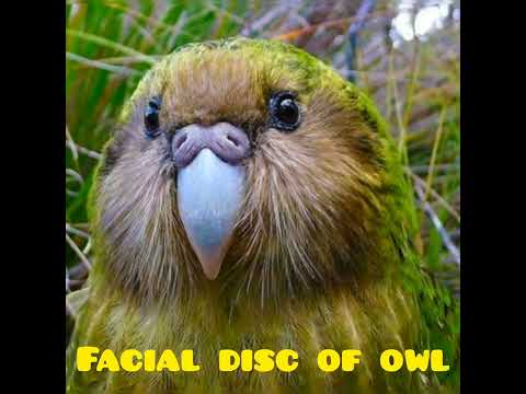 Why kakapo is called Owl Parrot😳😲😳#shorts #trending #youtubeshorts