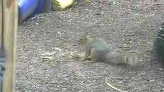 Squirrel Acting Suspicious