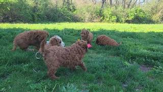 Cockapoo puppies playing