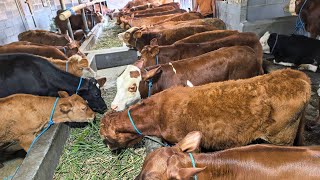 Spil Stok Sapi Bibit Superan banyak stok