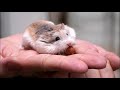 Породы хомяков   Breeds of hamsters Интересное о хомяках