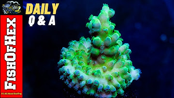 SPS Coral Growth & Polyp Extension Independent Of Each Other? | Daily Q&A