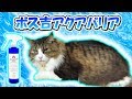 ボス猫アクアバリア！ペットのお肌をトータルケア　Boss cat’s Aqua barrier! Total care for your pet's skin!