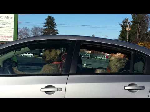 Impatient Airedale doggy honks horn at owner on a beautiful Pennsylvania day!