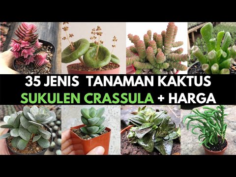 Video: Jenis Crassula (61 Foto): Jenis Jersi Atau Pokok Wang Yang Popular, Ovoid Dan Limfoid, Berlubang Dan Treel