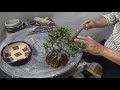 Azalea Bonsai. Bonsai Master trim and change pot.