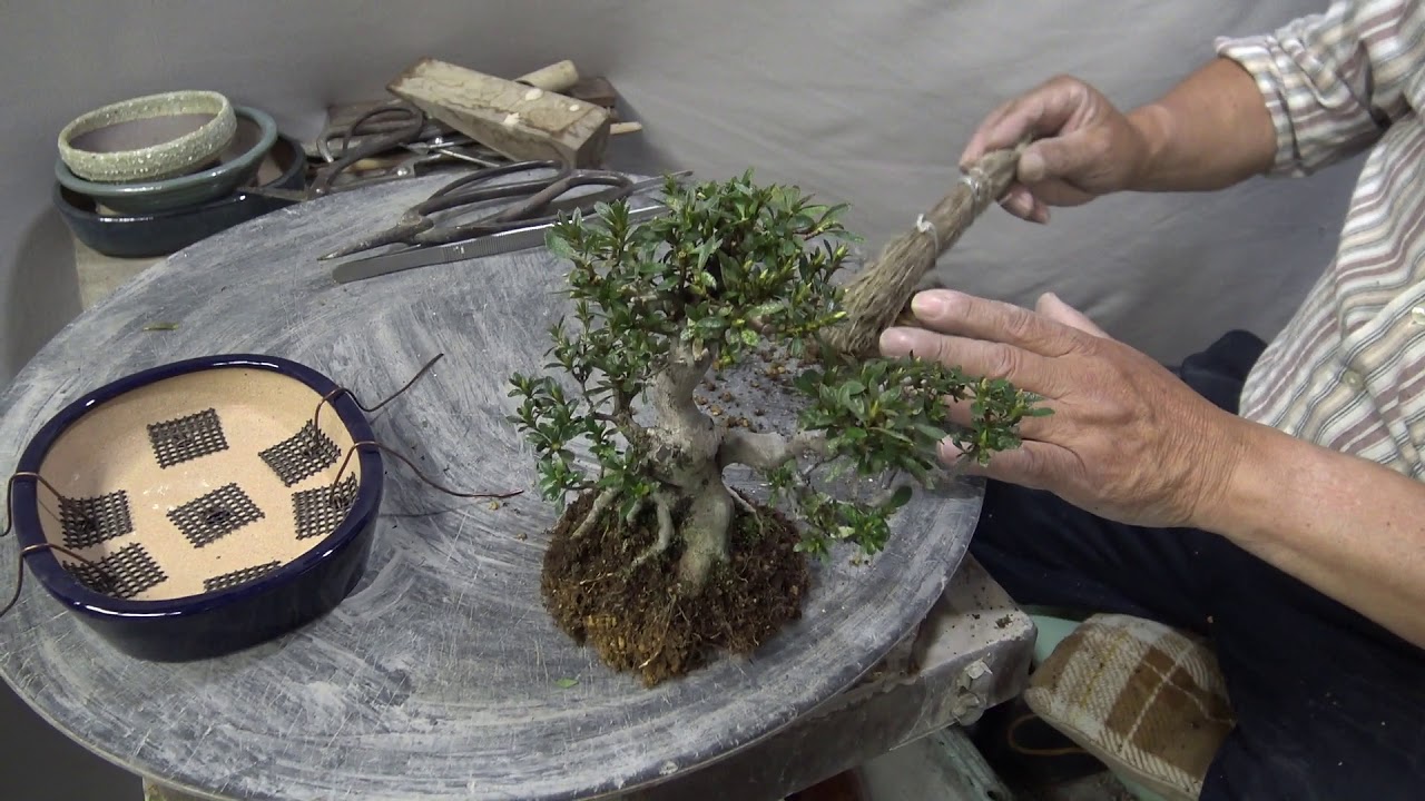 Azalea Bonsai. Bonsai Master trim and change pot.