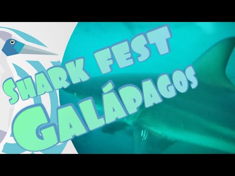 Shark Fest..!! Tour