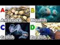 Toddler Learning - Learn Ocean Animals | Educational Videos for Kids | Learning Videos for Toddlers