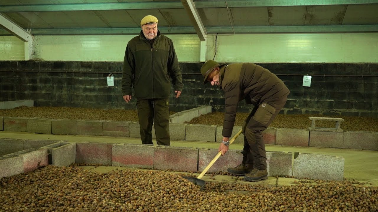 M5 csatorna - Az erdők bölcsője - a Bajcsai Csemetekert makktárolója – 2020/10. adás – 2020.04.04.