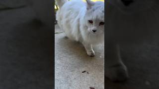 Stray white cat #cats #cat